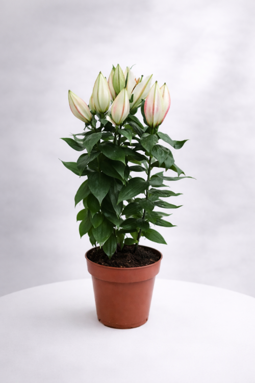 Saksıda Büyük Boy Lilyum