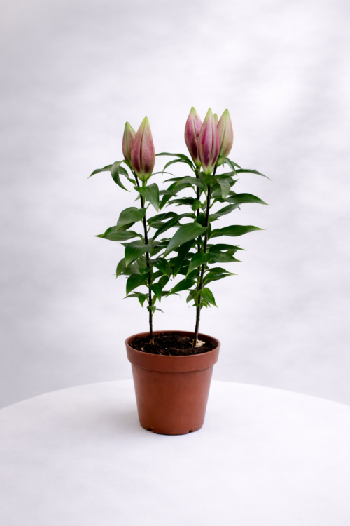 Saksıda Orta Boy Lilyum