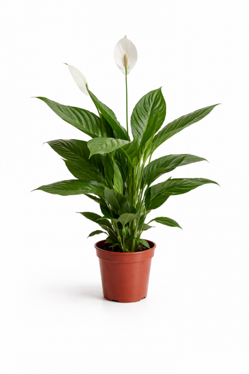 Saksıda Spatifilyum (Barış Çiçeği)