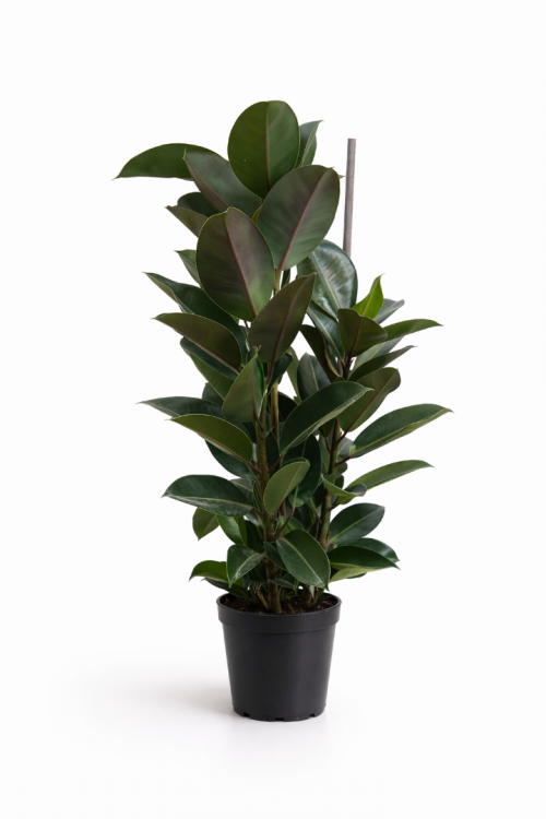 Saksıda Kauçuk Çiçeği